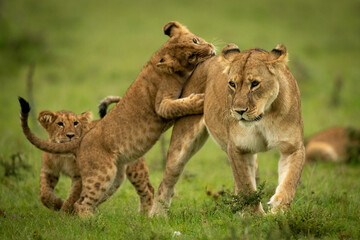 Cub tackles walking lioness and bites rump - obrazy, fototapety, plakaty