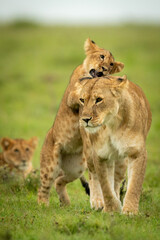 Cub stands on hind legs biting lioness