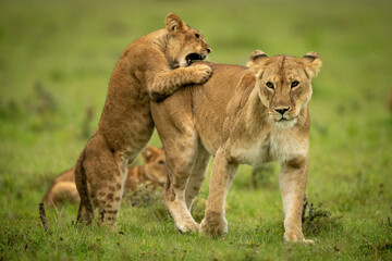 Fototapeta na wymiar Cub standing on hind legs biting lioness