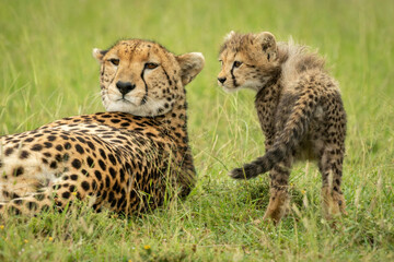 Cub stands by cheetah lying on grass