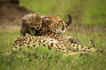 Cub stands behind cheetah lying on grass