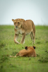 Fototapeta na wymiar Cub lies watching lioness crossing grass