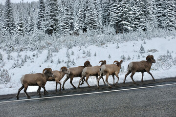 Winter road trip to Canadian Rockies . Bighorn sheep ram herd walking on highway road. Kananaskis. Peter Lougheed Highway. Alberta. Canada 