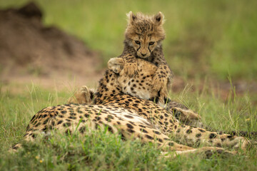 Cub lies resting on head of cheetah