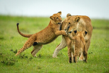Fototapeta na wymiar Cub grabs lioness from behind on grassland