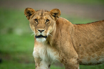 Close-up of lioness standing staring at camera