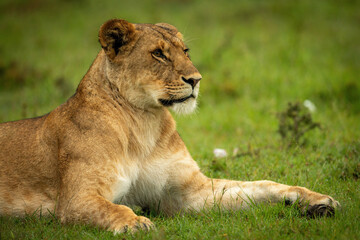 Obraz na płótnie Canvas Close-up of lioness lying staring into distance