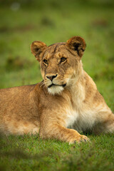 Fototapeta na wymiar Close-up of lioness lying on wet grass