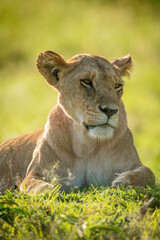 Obraz na płótnie Canvas Close-up of lioness lying in short grass