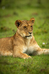 Fototapeta na wymiar Close-up of lioness lying in wet grass