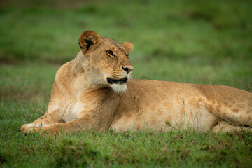 Fototapeta na wymiar Close-up of lioness lying on short grass