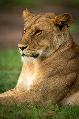 Obraz premium Close-up of lioness lying down on grass