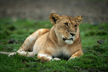 Obraz na płótnie Canvas Close-up of lioness lying down tilting head
