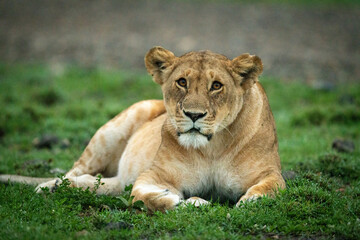 Plakat Close-up of lioness lying down looking up
