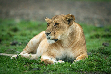 Fototapeta na wymiar Close-up of lioness lying down looking left