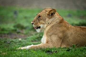 Close-up of lioness lying down licking lips