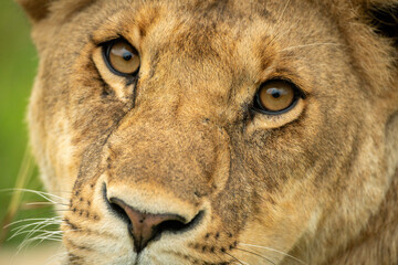 Close-up of lioness face turned to camera