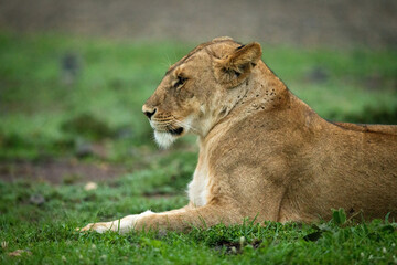 Close-up of lioness lying down facing left