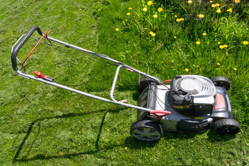 A man mows an overgrown lawn with spring flowers with an old gasoline lawnmower in the bright sun...