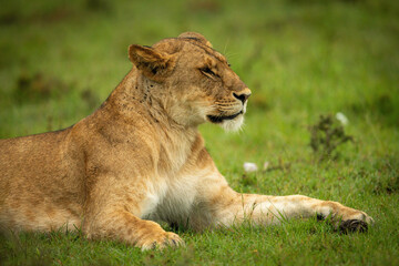 Fototapeta na wymiar Close-up of lioness lying down facing right