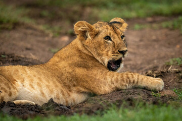 Obraz na płótnie Canvas Close-up of lion cub yawning in mud