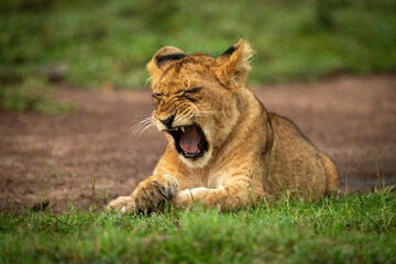Close-up of lion cub yawning on grass