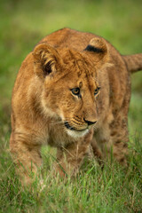 Obraz na płótnie Canvas Close-up of lion cub walking through grass