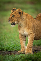 Obraz na płótnie Canvas Close-up of lion cub standing in grass