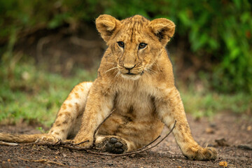 Fototapeta na wymiar Close-up of lion cub sitting with branch