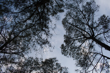Indian pine tree's top from below and blue sky in background