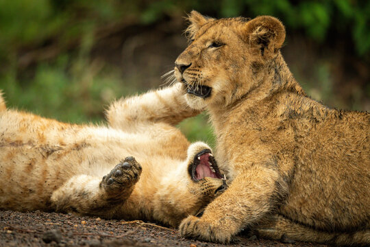 Close-up of lion cubs lying play fighting