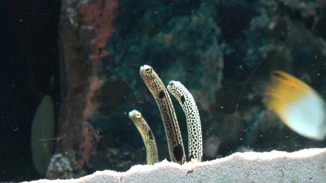 Spotted Garden Eels coming out from / hiding into the sand burrow. Closeup shot of Heteroconger Hassi. 4K