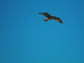 seagull in the clear sky