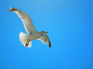 Fototapeta premium seagull in the clear sky
