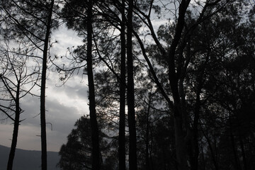 faded color pictures of pine trees and sky in background