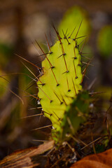 Naklejka premium Cute Cactus Plant With Long Thorns