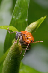 a orange beetle standing on green leaf