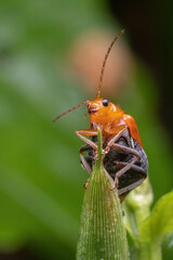 a orange beetle standing on green leaf