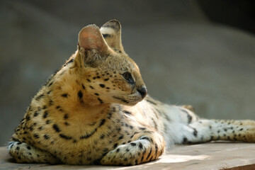 Servals are medium-sized wild cats with tawny, black-spotted coats and long necks and long legs that allow them to see over savanna grasses. They also have large ears and an acute sense of hearing.