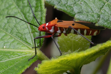 a shield bug standing on green leaf