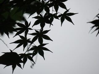 モミジ　木陰