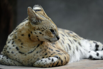 Servals are medium-sized wild cats with tawny, black-spotted coats and long necks and long legs that allow them to see over savanna grasses. They also have large ears and an acute sense of hearing.