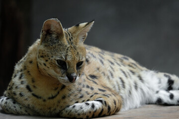 Servals are medium-sized wild cats with tawny, black-spotted coats and long necks and long legs that allow them to see over savanna grasses. They also have large ears and an acute sense of hearing.