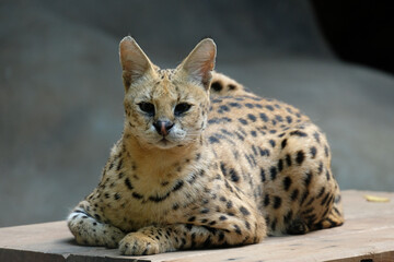 Servals are medium-sized wild cats with tawny, black-spotted coats and long necks and long legs that allow them to see over savanna grasses. They also have large ears and an acute sense of hearing.
