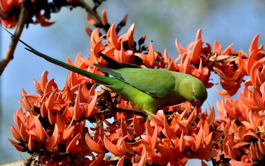 rose-ringed parakeet bird perch on beautiful palas flower