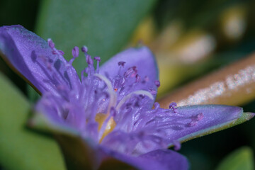 Wild purple flower macrophoto close up (Sesuvium portulacastrum) is a sprawling perennial herb commonly known as shoreline purslane or "sea purslane," in English, and dampalit in Tagalog.