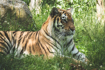 Tigre