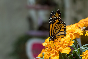 The monarch butterfly (Danaus plexippus) a simply, milkweed butterfly also called common tiger,...