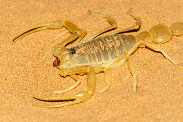 Shield Tailed Scorpion (Apistobuthus pterygocercus) in the middle east close up on the sand at night. (side view)