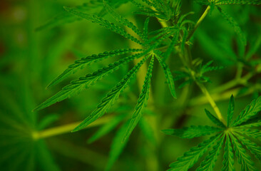 Cannabis leaf grown in the garden.